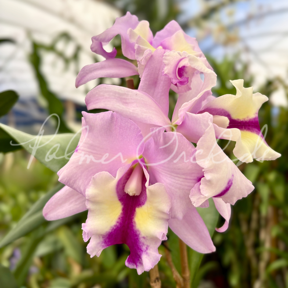 Rlc. Toshie Aoki 'Pizzazz' — Palmer Orchids